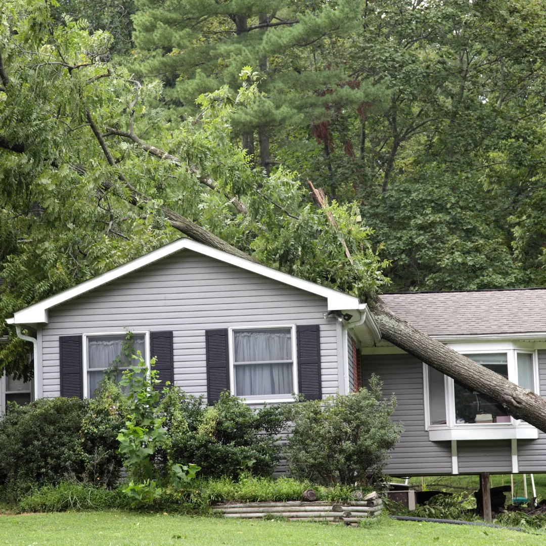 Large tree trunk fallen across the roof of a single-storey grey house, resting on the gutter beside a bay window Large tree trunk fallen across the roof of a single-storey grey house, resting on the gutter beside a bay window