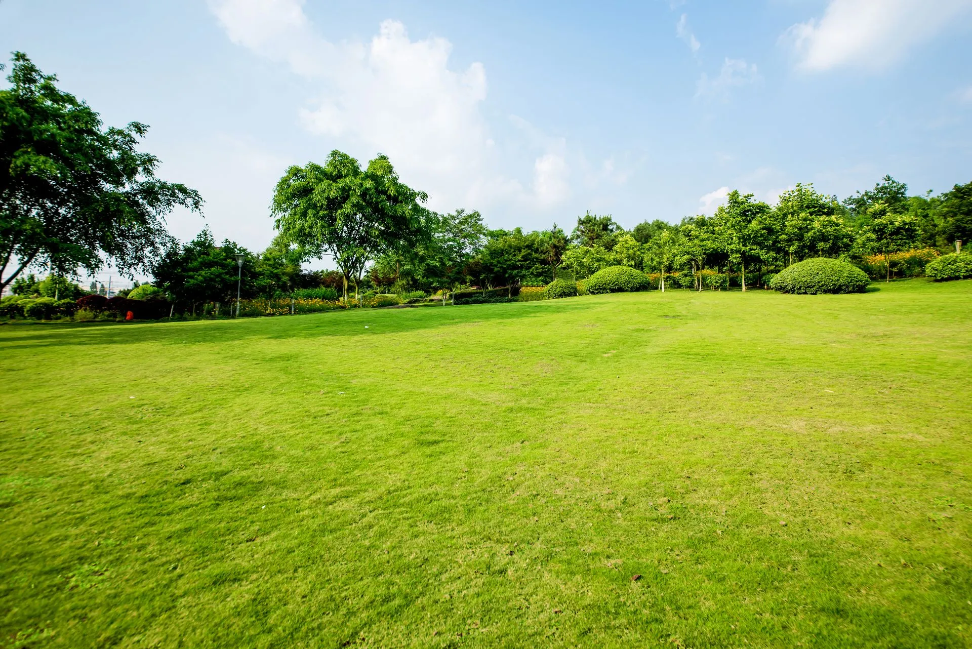 Lush green grass in a park setting, trees and blue sky with clouds.